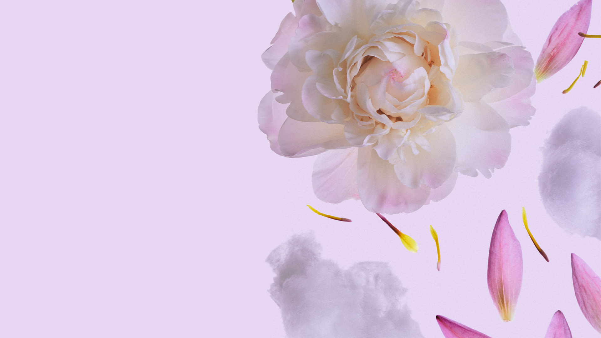 Dreamy white peony